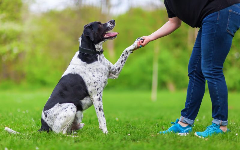 From Pup to Pro: Essential Dogs Training Principles