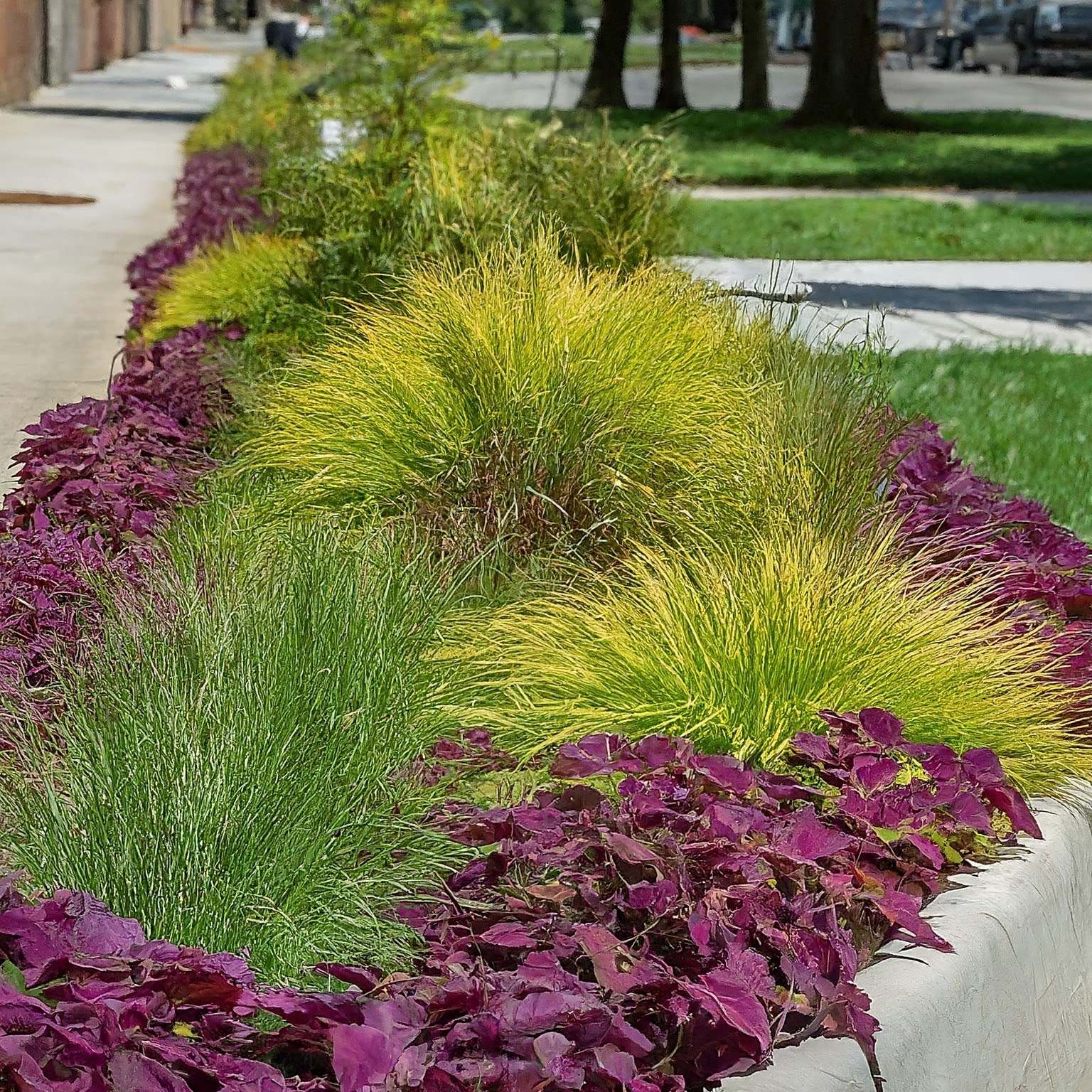 Wasteland to Wonderland: Reimagine Cityscapes with Greenery