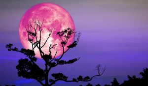 April’s Pink Moon Emerges This Week