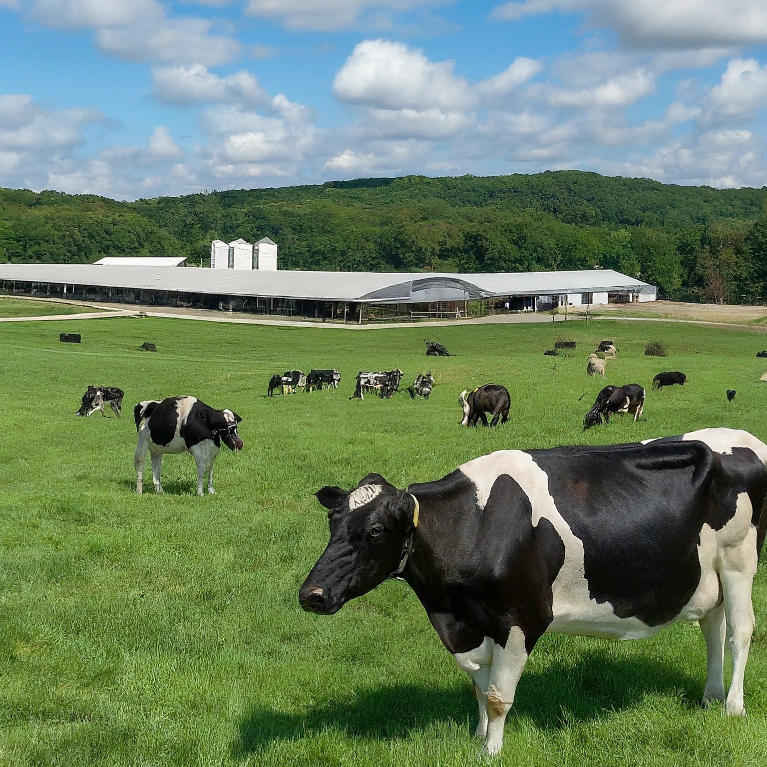 Protecting People & Milk: Bird Flu Tests for Cows & Farmworkers