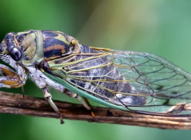 When will Cicadas Really Emerge in Chicago Area