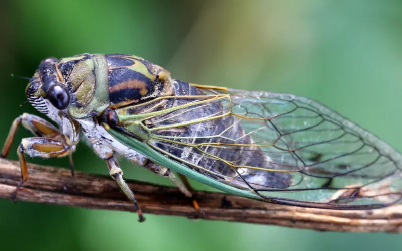 When will Cicadas Really Emerge in Chicago Area