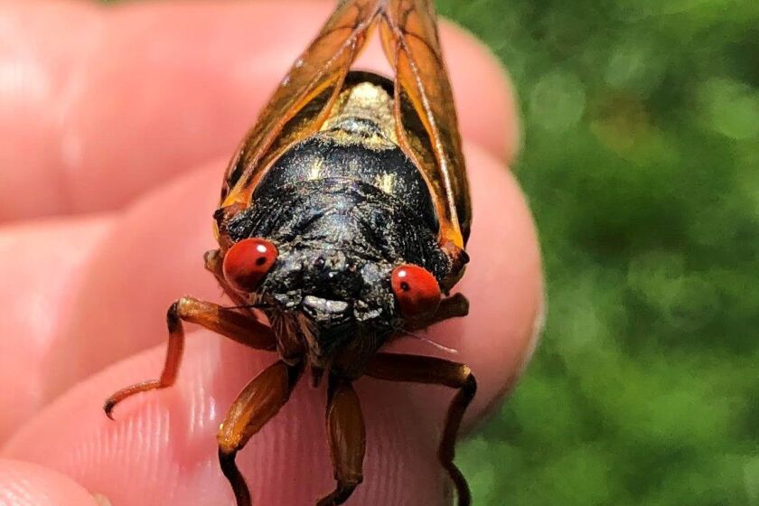 When will Cicadas Really Emerge in Chicago Area