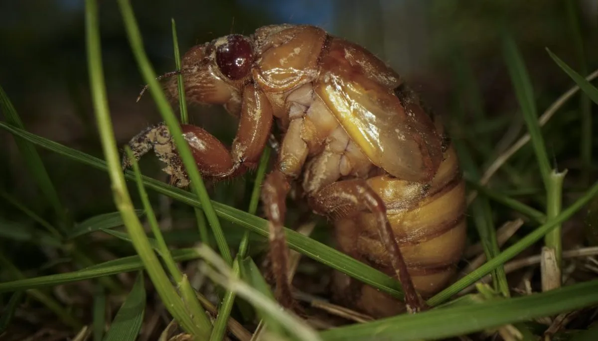 When will Cicadas Really Emerge in Chicago Area