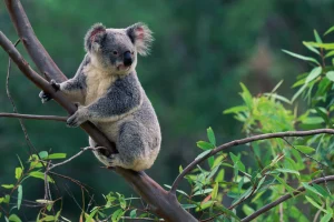 Wildlife Spots in Australia