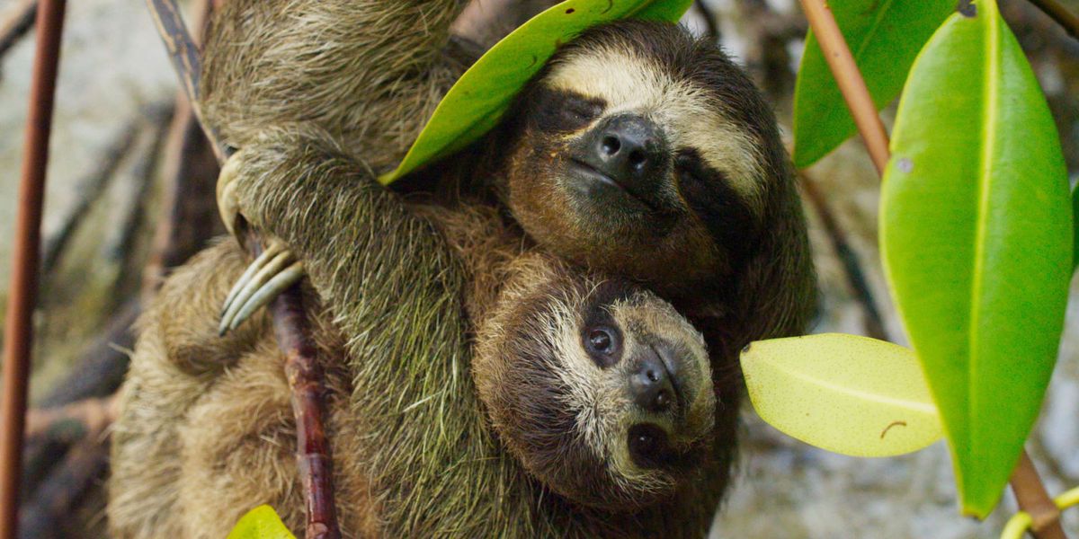 Amazing Animals Living in Islands Exploring Biodiversity