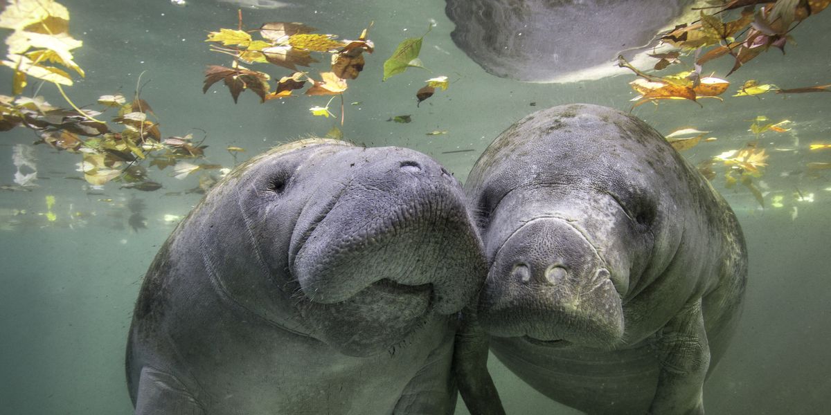 Amazing Animals Living in Islands Exploring Biodiversity