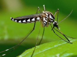 Dengue Fever in the U.S.: Rising Cases & Travel Tips