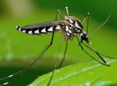 Dengue Fever in the U.S.: Rising Cases & Travel Tips