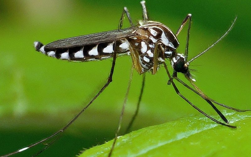 Dengue Fever in the U.S.: Rising Cases & Travel Tips