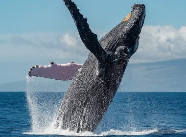 Bird Flu Mutating: Are Humans Next in Line?