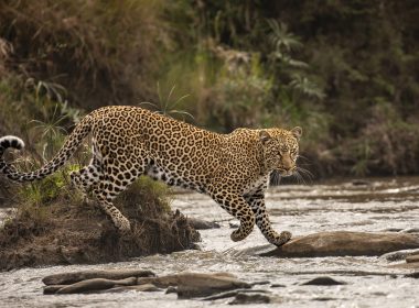 Wildlife Spots in Australia