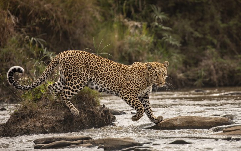 Wildlife Spots in Australia