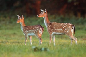 Wildlife Spots in Australia