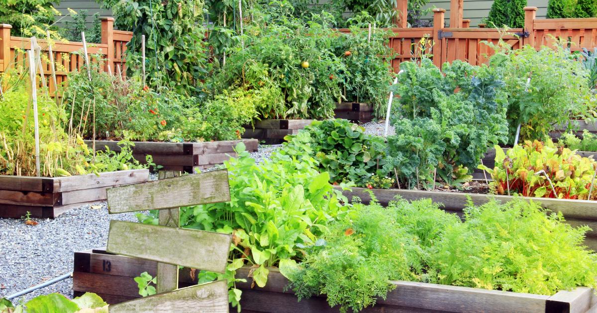 How to Start a Community Garden?