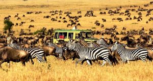 Top Destinations for Wildlife Safaris