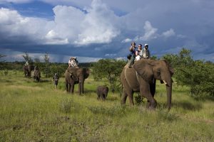 Elephant Ride