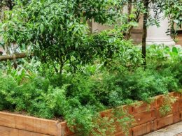 How to Start a Community Garden?