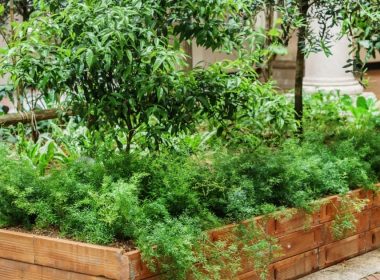 How to Start a Community Garden?