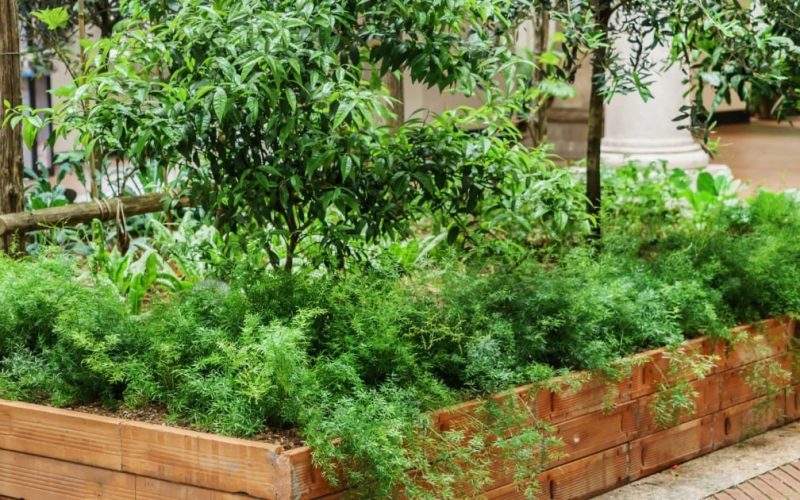 How to Start a Community Garden?