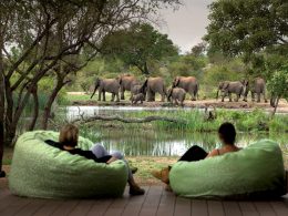 Top Destinations for Wildlife Safaris