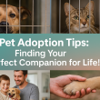 Pet Adoption Tips: Finding Your Perfect Companion for Life!!