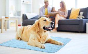 Pet Adoption Tips: Finding Your Perfect Companion for Life!!