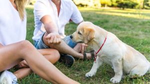 Pet Adoption Tips: Finding Your Perfect Companion for Life!!