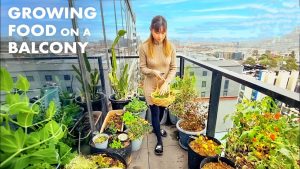 Compact Balcony Vegetable Patch