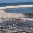 Texas Scrambles to Clean Coastline Amid Thousands of Dead Fish