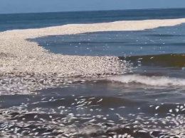 Texas Scrambles to Clean Coastline Amid Thousands of Dead Fish