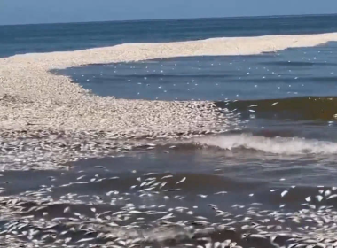 Texas Scrambles to Clean Coastline Amid Thousands of Dead Fish