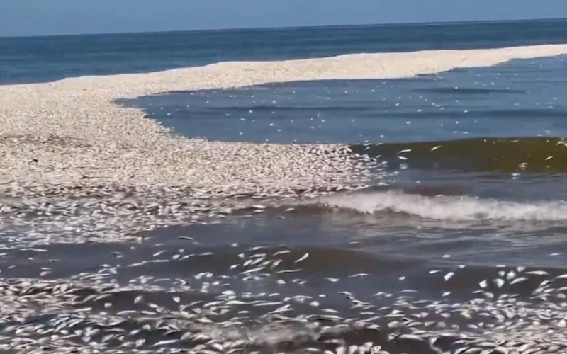 Texas Scrambles to Clean Coastline Amid Thousands of Dead Fish