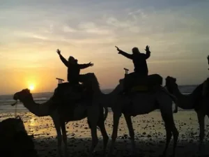 Sunset Camel Ride