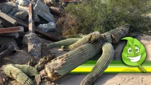 Cactus Removal
