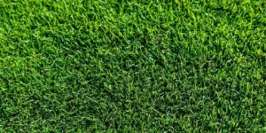 Couch Grass Types