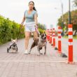 Dog Walks