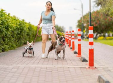 Dog Walks